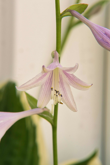 hosta in bloom 2