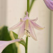 hosta in bloom 2