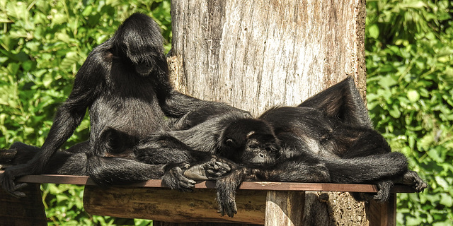 20210729 2270CPw [D~OS] Braunkopf-Klammeraffe, Zoo Osnabrück