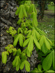 chestnut leaves in spring