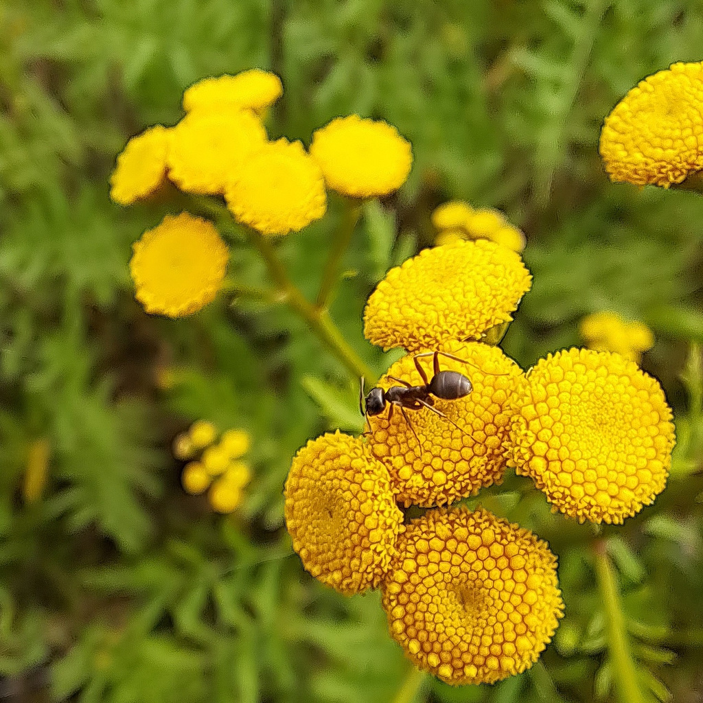 Rainfarn (Tanacetum vulgare L.,[1] Synonym: Chrysanthemum vulgare (L.) Bernh.)