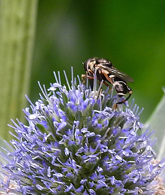 20230719 2530CPw [D~LIP] Flachblättriger Mannstreu (Eryngium planum), Kleine Mistbiene (Syritta pipiens), Bad Salzuflen