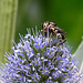 20230719 2530CPw [D~LIP] Flachblättriger Mannstreu (Eryngium planum), Kleine Mistbiene (Syritta pipiens), Bad Salzuflen