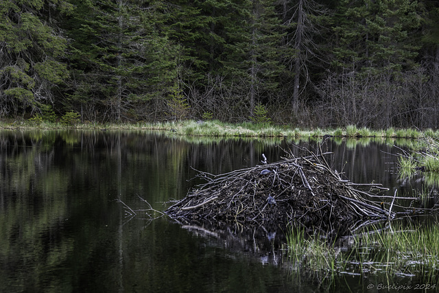 Beaver Pond Trail (© Buelipix)