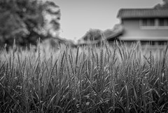 Wheat
