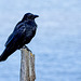 A Crow basking in the Sunshine