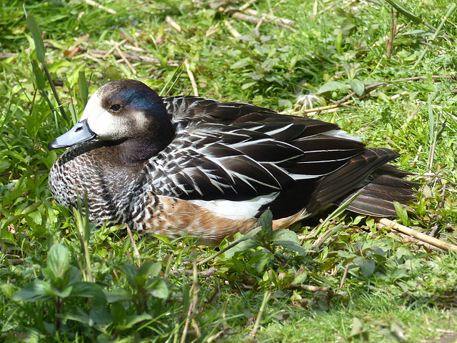 Scenes from Slimbridge (13) - 20 May 2015