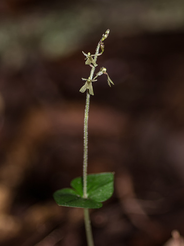 Neottia smallii (Appalachian Twayblade orchid) formerly known as Listera smallii