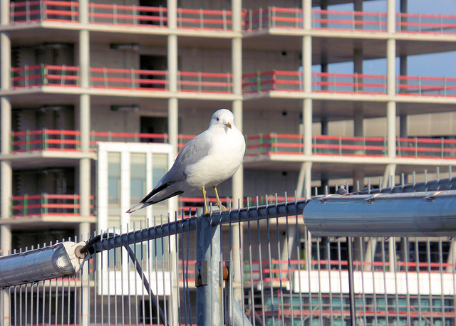 HFF aus Hamburg: Neubau in der Hafencity