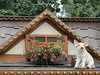 Schwein muss man haben
