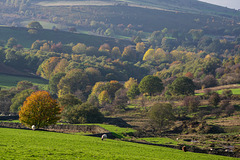 Autumn trees- Gnat Hole and Long Clough