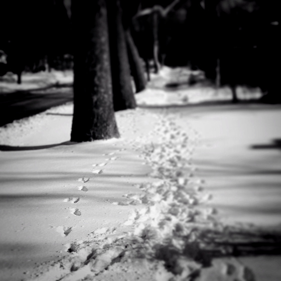 Pet Prints in the Snow