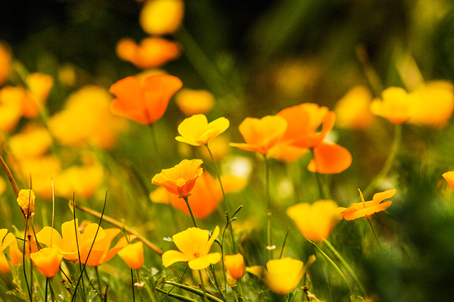California Poppies (2)