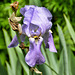 Verschiedenfarbige Schwertlilie (Iris versicolor)