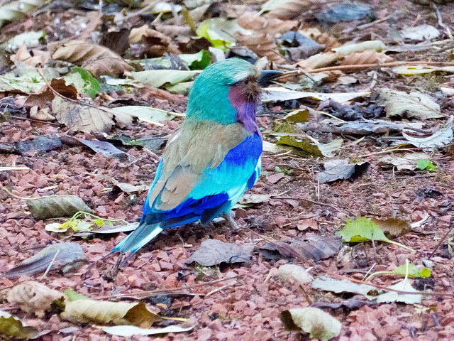 Violet chested roller bird (3)