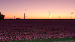 Brand-New-Day Tulips...