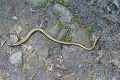 Junge Blindschleiche auf dem Feldweg