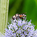 20230719 2531CPw [D~LIP] Flachblättriger Mannstreu (Eryngium planum), Kleine Mistbiene (Syritta pipiens), Bad Salzuflen