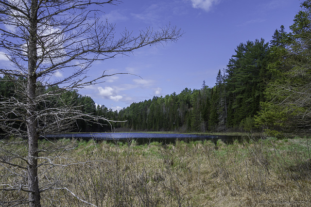 auf dem Beaver Pond Trail (© Buelipix)