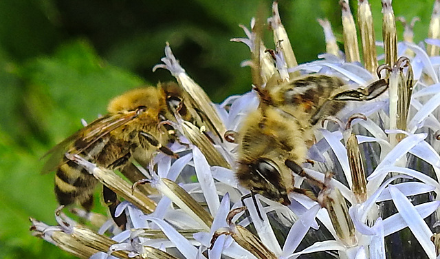 20240712 0452aCPw [D~LIP] Kugeldistel, Honigbiene (Apis mellifera), BS