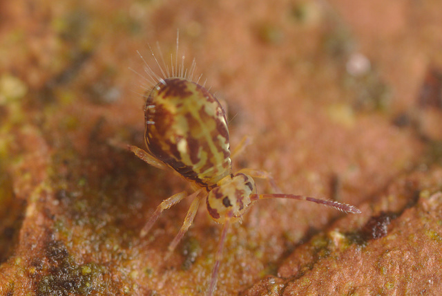 EF7A1411springtail