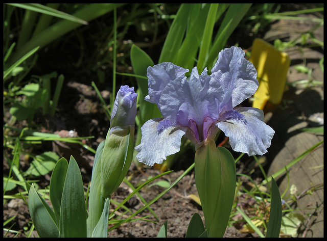 Iris nain St- Aubin- sur- mer  (3)