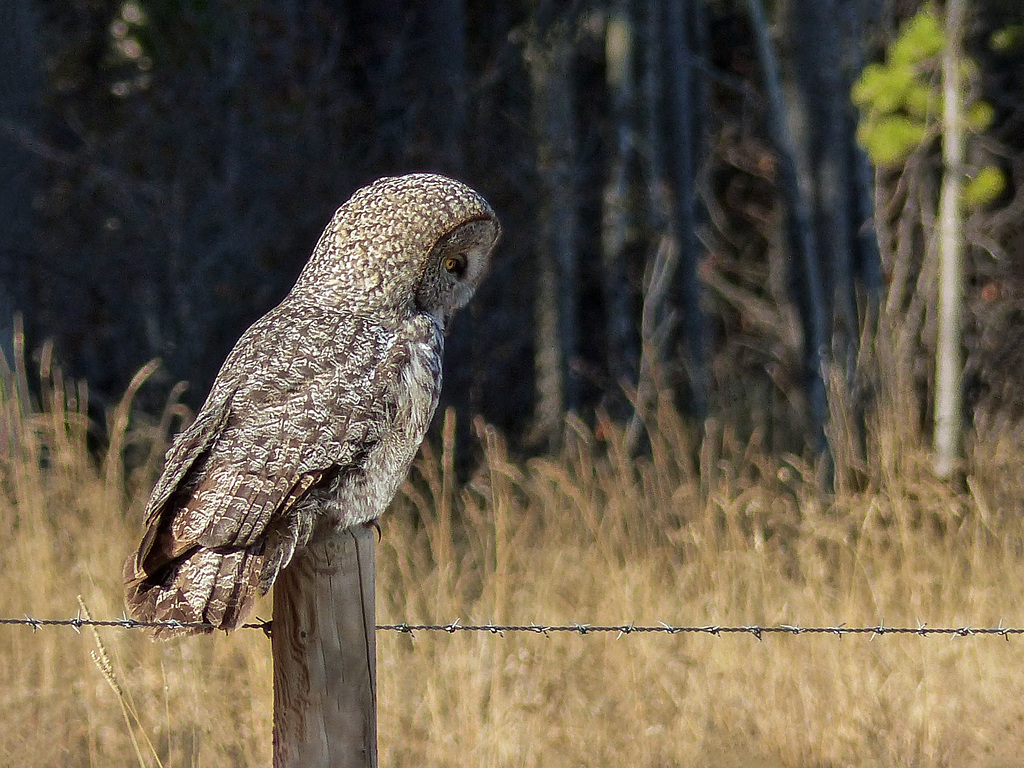 On the fence