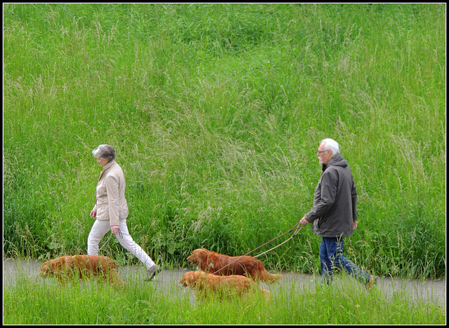 Three  Dogs