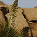 Mojave Yucca