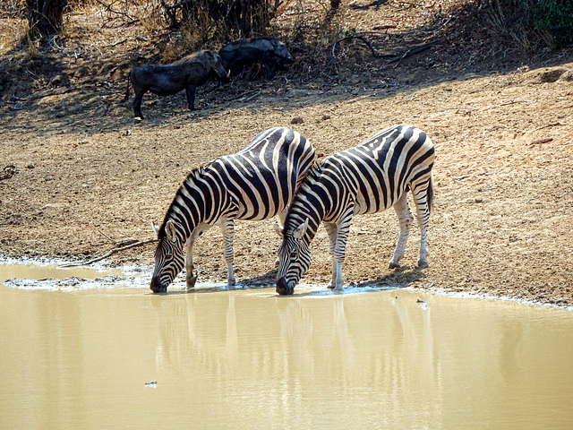 zebra at the water hole