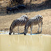 zebra at the water hole