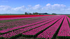 Pink Tulips under a lovely Sky in our Flevopolder....