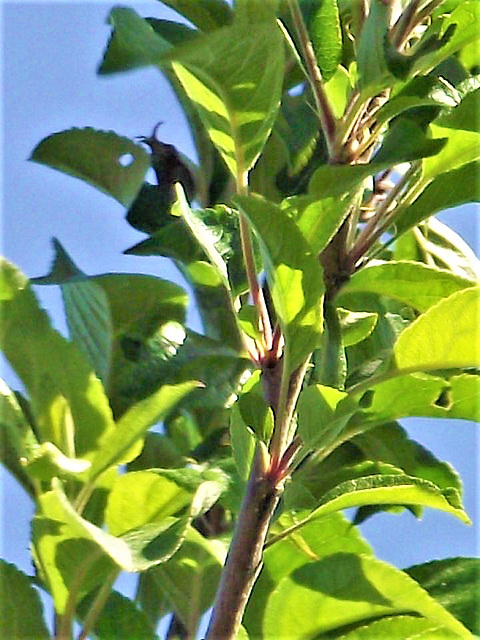 You can just make out the tiny apples starting to grow