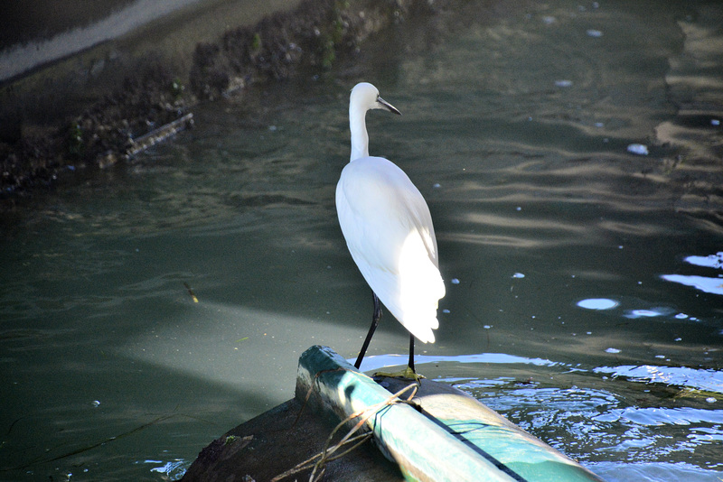 Venice 2022 – Lido – Little Egret