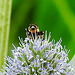 20230719 2532CPw [D~LIP] Flachblättriger Mannstreu (Eryngium planum), Kleine Mistbiene (Syritta pipiens), Bad Salzuflen