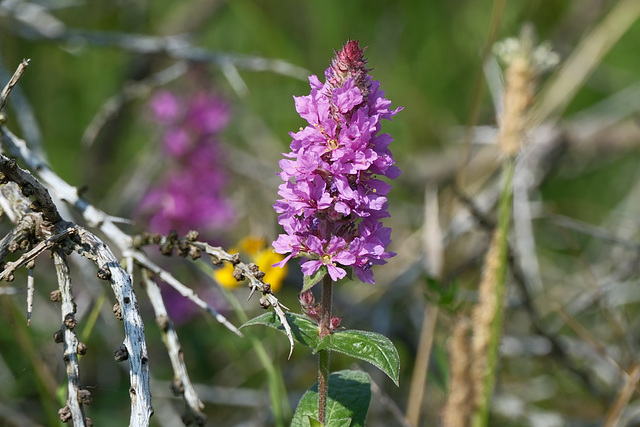 gewöhnlicher Blutweiderich