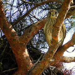 Faucon crécerelle, Common Kestrel ♀ adulte, (Falco tinnunculus)