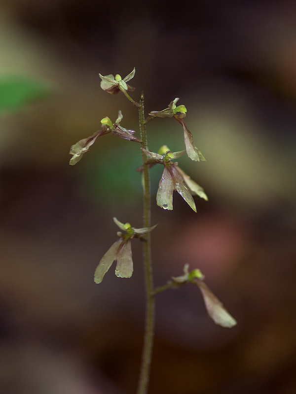Neottia smallii (Appalachian Twayblade orchid) formerly known as Listera smallii
