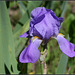 Iris pallida (1)