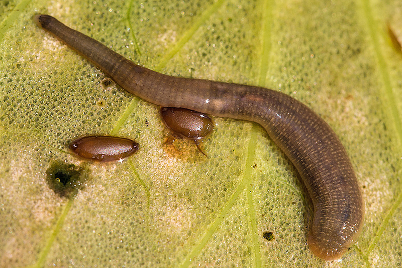 20160703 2003VRMw [D~RI] Rollegel (Erpobdella octoculata), [Achtäugiger Schlundegel], Kokons mit Eiern, Rinteln