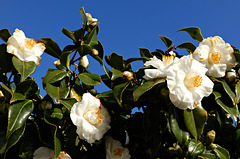 le printemps arrive ,, les camélias