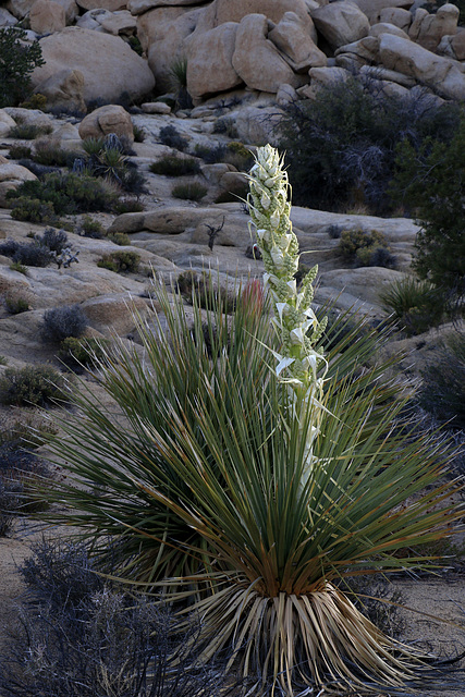 Mojave Yucca