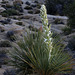 Mojave Yucca