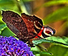 Impressions Of A Peacock Butterfly