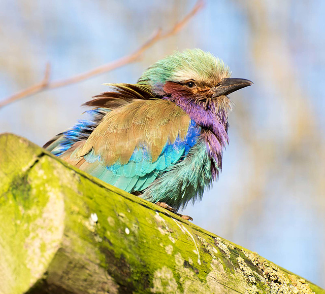 Violet chested roller bird (4)