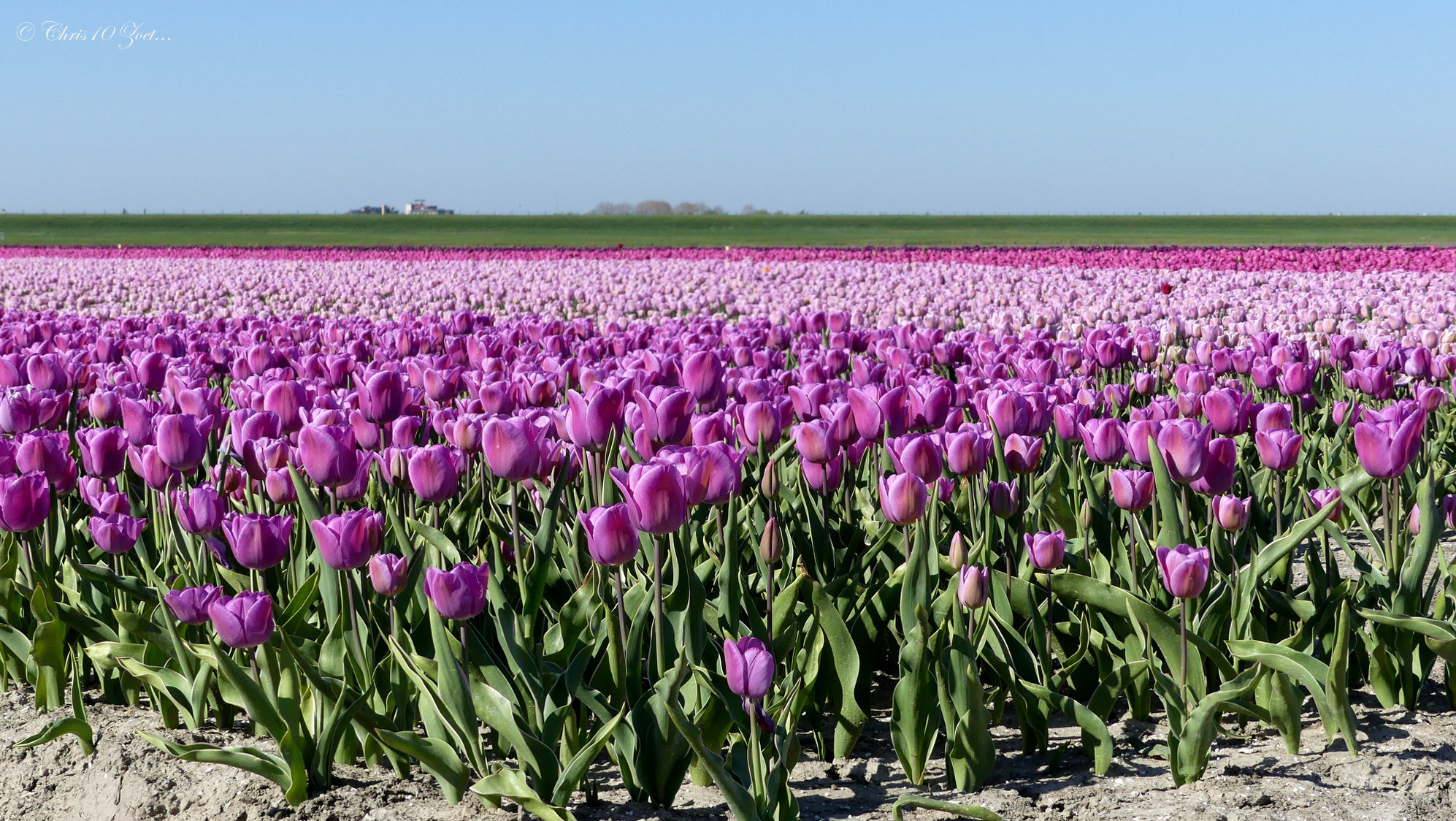 Purple Tulip field...