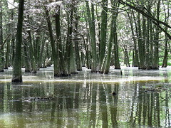 Bluff Lake rookery