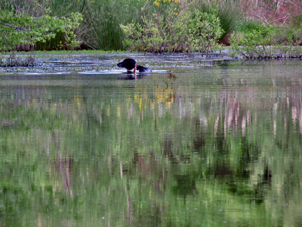 Asker Garip cooling off in the pond