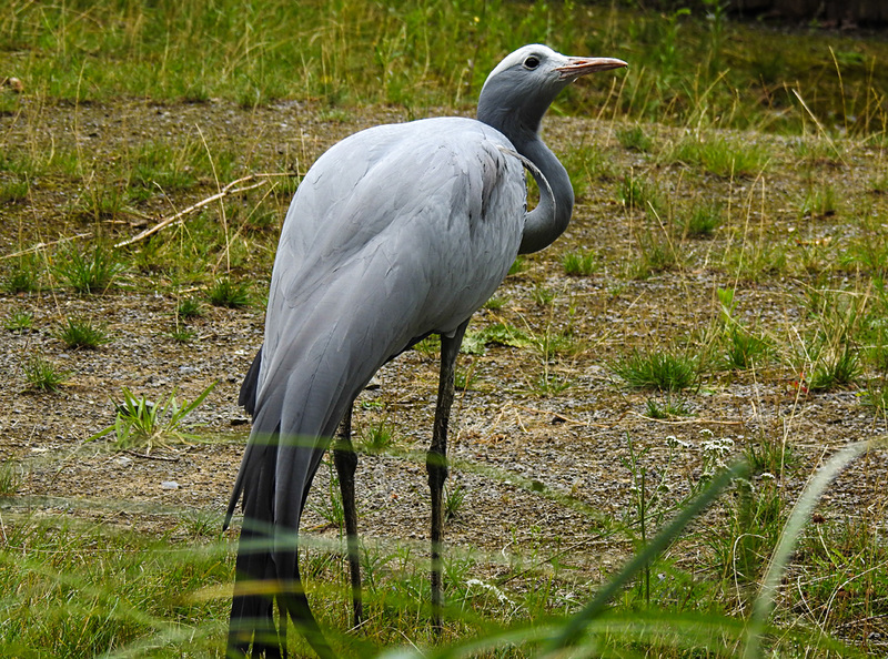 20210729 2232CPw [D~OS] Paradieskranich (Anthropoides paradisea, Syn.: Grus paradisea), Zoo Osnabrück