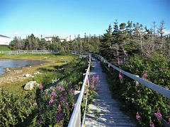 Passerelle botanique / Botanical footbridge